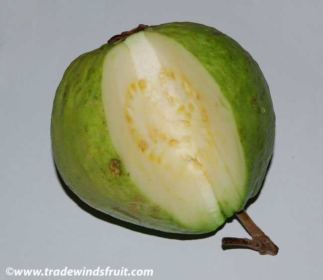 معرفی و راهنمای پرورش درختان میوه - گوآوای معمولی